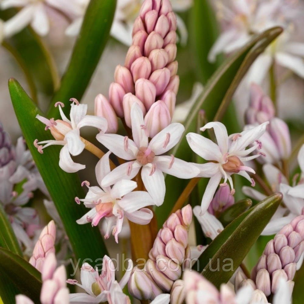 Пролісок Bifolia Rosea (розмір 5/+), фото 1