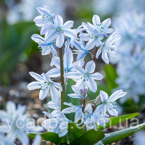 Пролісок Міщенка, Mischtschenkoana (розмір 7/8), фото 1