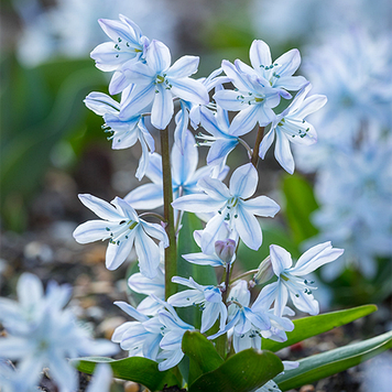 Пролісок Міщенка, Mischtschenkoana (розмір 7/8)