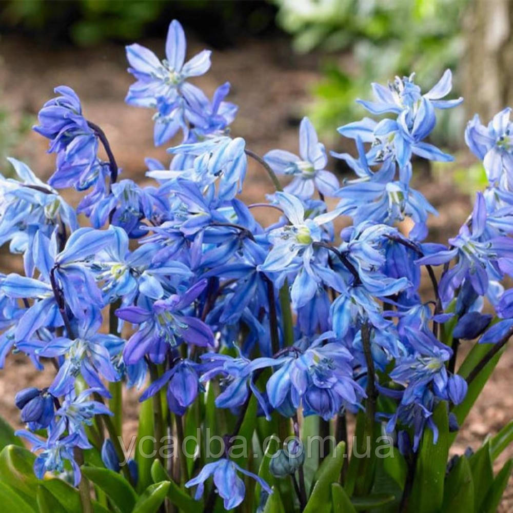 Пролісок Siberica (розмір 7/8), фото 1