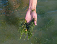 Цвітіння води і слизові водорості - рішення проблеми.