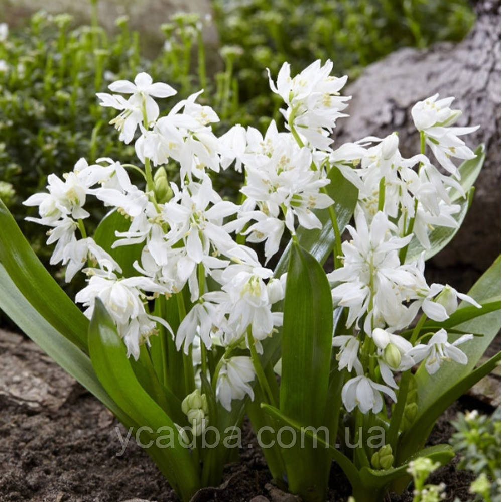 Пролісок Siberica Alba (розмір 7/8), фото 1