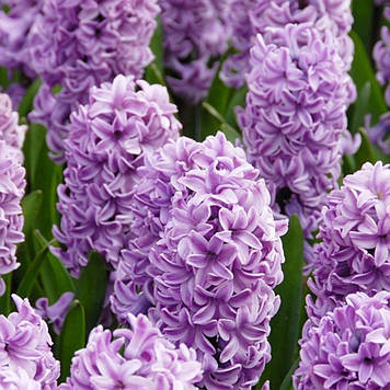 Гиацинт Splendid Cornelia (розмір 15/18)