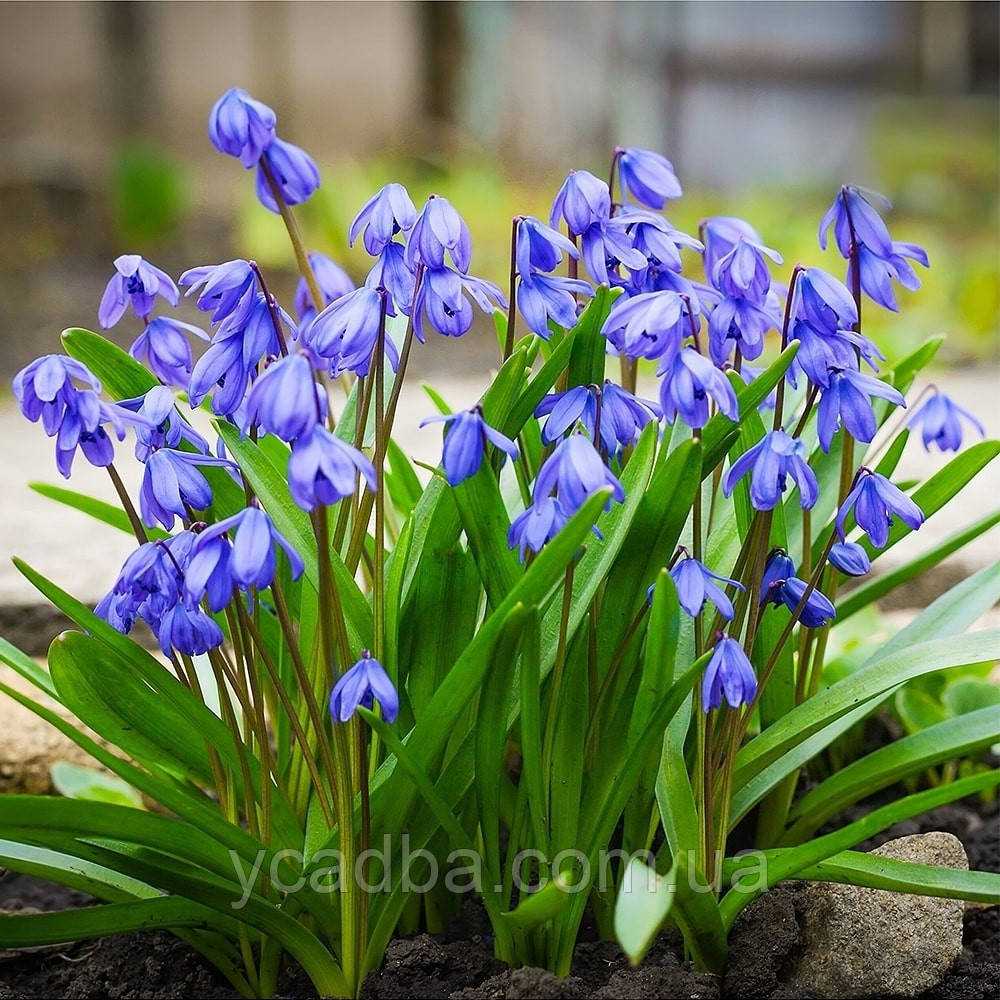 Пролісок Spring Beauty (розмір 8/9), фото 1