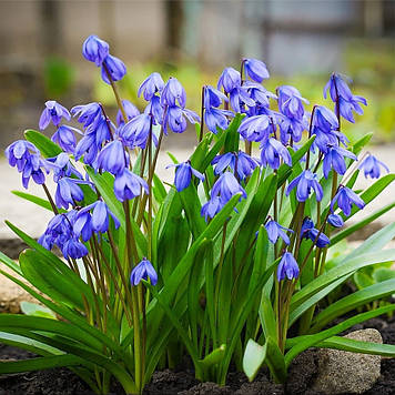 Пролісок Spring Beauty (розмір 8/9)