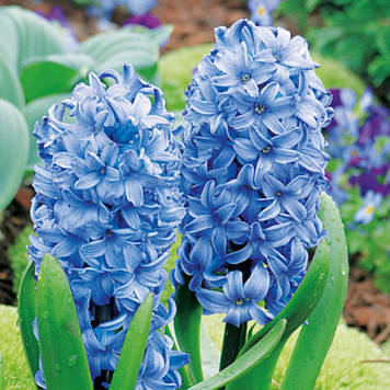 Гіацинт Blue Giant (розмір 14/15)