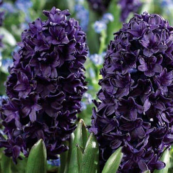 Гіацинт Blue Sapphire (розмір 14/15)