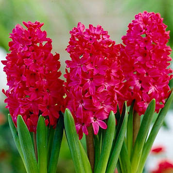 Гіацинт Ян Бос, Jan Bos (розмір 14/15)