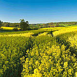 Насіння озимого ріпаку гібрид ЛЕГІОНЕР (під гліфосат) 295 - 300 днів НК Гран 2025 рік, фото 2