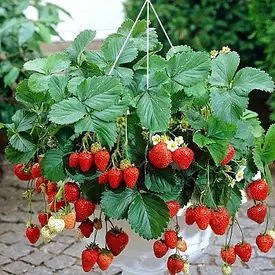Полуниця ампельна Темптейшн (ремонтантний сорт)
