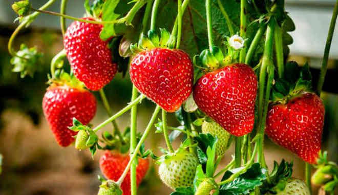 Полуниця ампельна Лоран (Loran) – ремонтантний (10шт), фото 1