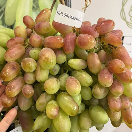 Саджанці винограду сорт Преображення, напівупакований, фото 1