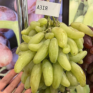 Саджанці винограду сорт Азія, 115-125 днів, конт. 1.7 л, фото 1