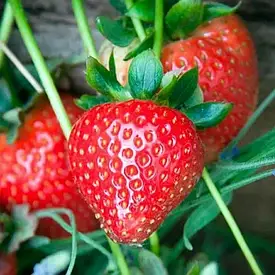 Полуниця ремонтантна ампельна "Женева" 10шт