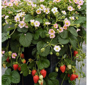 Полуниця ампельна "Газана "(10шт)