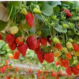 Полуниця Ампельна Махровоквітуча "Snow" (ремонтантний ранній сорт) (5шт)