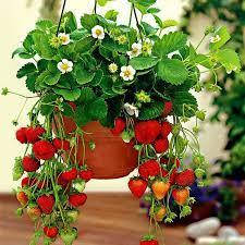 Полуниця Ампельна Роман F1 - це ремонтантний сорт (5шт)