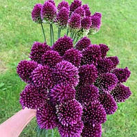 Алліум 10шт Sphaerocephalon (Сферокефалон)