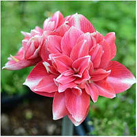 Амариліс 1шт Double Dream (Доубле Дреам)