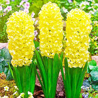 Гіацинт Yellow Stone (Іеллов Стоне) 2 шт в упаковці