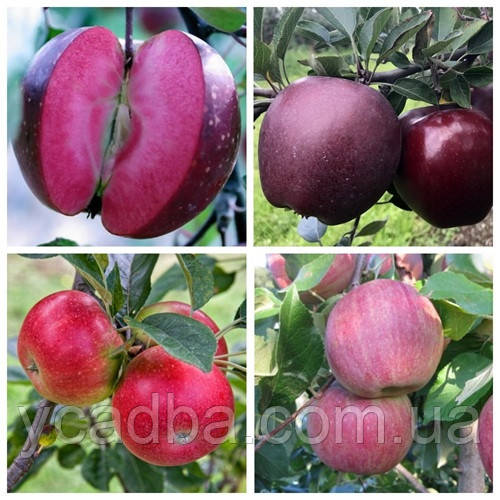 Дерево-сад яблуня Ред Сан+Джеромін+Діскавері+Фуджи Фубракс, фото 1