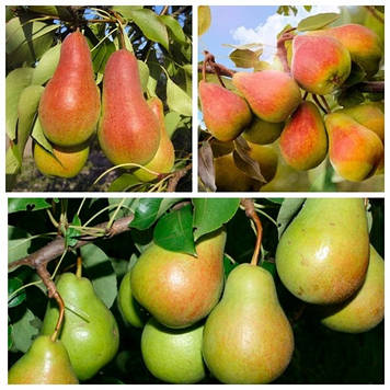 Дерево-сад груша Талгарська красуня+Мілена+Ноябрська