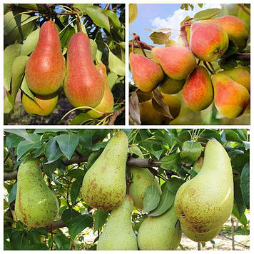 Дерево-сад груша Талгарська красуня+Мілена+Аббат Фетель