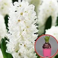 Гіацинт 2шт White Pearl (Вхіте Пеарл)