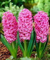 Гіацинт 2шт Pink Pearl (Пінк Пеарл)