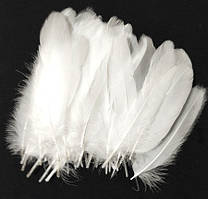 Пір'я гуся натуральні Колір Білий 8-15см