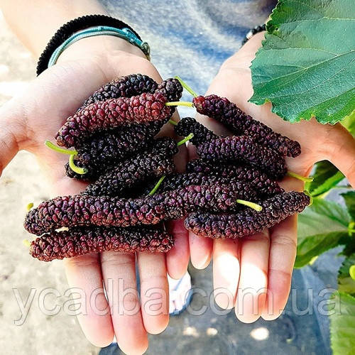 Шовковиця довгоплідна "Пакистанська" (Щеплена), фото 1