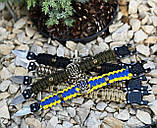 Браслет патріотичний з паракорду герб України з ножем, фото 7