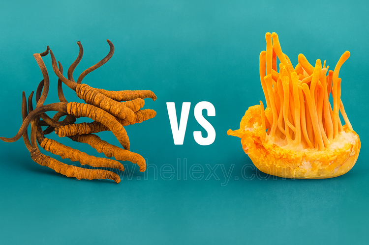 В чому ризниця між кордицепсом китайським, та кордицепсом мілітаріс?