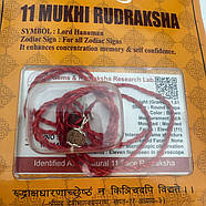 Амулет-талісман Рудракша 11 Мукхі (11 Ліков), фото 3