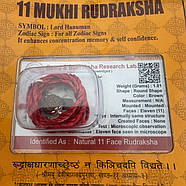 Амулет-талісман Рудракша 11 Мукхі (11 Ліков), фото 4