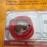 Амулет-талісман Рудракша 11 Мукхі (11 Ліков), фото 5