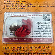 Амулет-талісман Рудракша 10 Мукхі (10 Ліків), фото 2