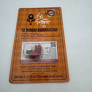 Амулет-талісман Рудракша 10 Мукхі (10 Ліків), фото 3