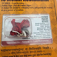 Амулет-талісман Рудракша 10 Мукхі (10 Ліків), фото 5