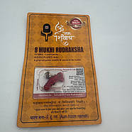 Амулет-талісман Рудракша 8 Мукхі (8 Ліків), фото 2