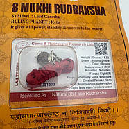 Амулет-талісман Рудракша 8 Мукхі (8 Ліків), фото 4