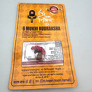 Амулет-талісман Рудракша 6 Мукхі (6 Ліків), фото 2