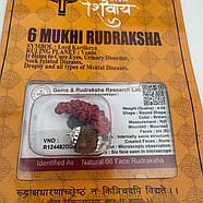 Амулет-талісман Рудракша 6 Мукхі (6 Ліків), фото 3