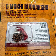 Амулет-талісман Рудракша 6 Мукхі (6 Ліків), фото 4