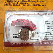 Амулет-талісман Рудракша 6 Мукхі (6 Ліків), фото 5