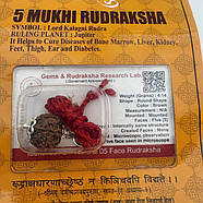 Амулет-талісман Рудракша 5 Мукхі (5 Ліків), фото 3