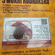 Амулет-талісман Рудракша 5 Мукхі (5 Ліків), фото 4