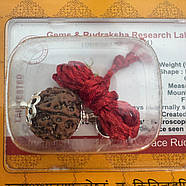 Амулет-талісман Рудракша 5 Мукхі (5 Ліків), фото 5