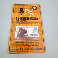 Амулет-талісман Рудракша 4 Мукхі (4 Ліки), фото 2