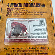 Амулет-талісман Рудракша 4 Мукхі (4 Ліки), фото 3